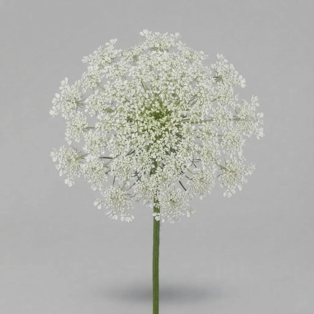 Ammi