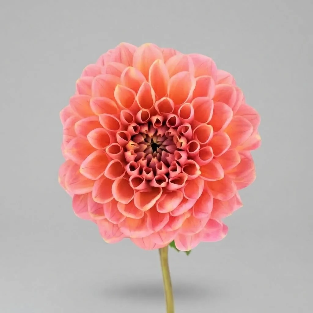 Dalia