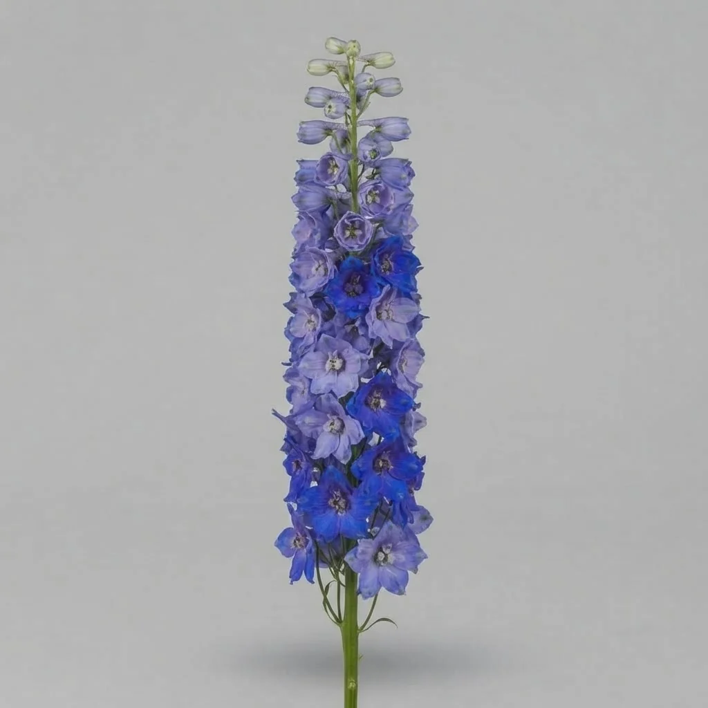 Delphinium