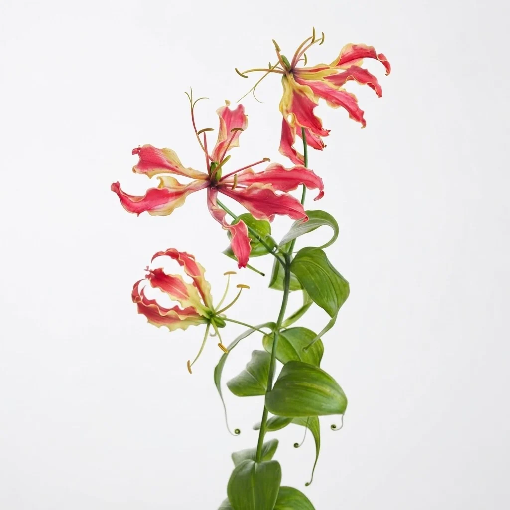Gloriosa — lirio de fuego