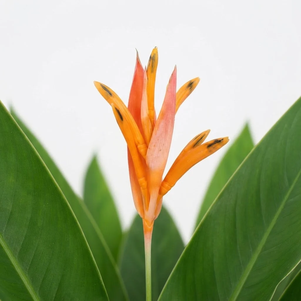 Heliconia