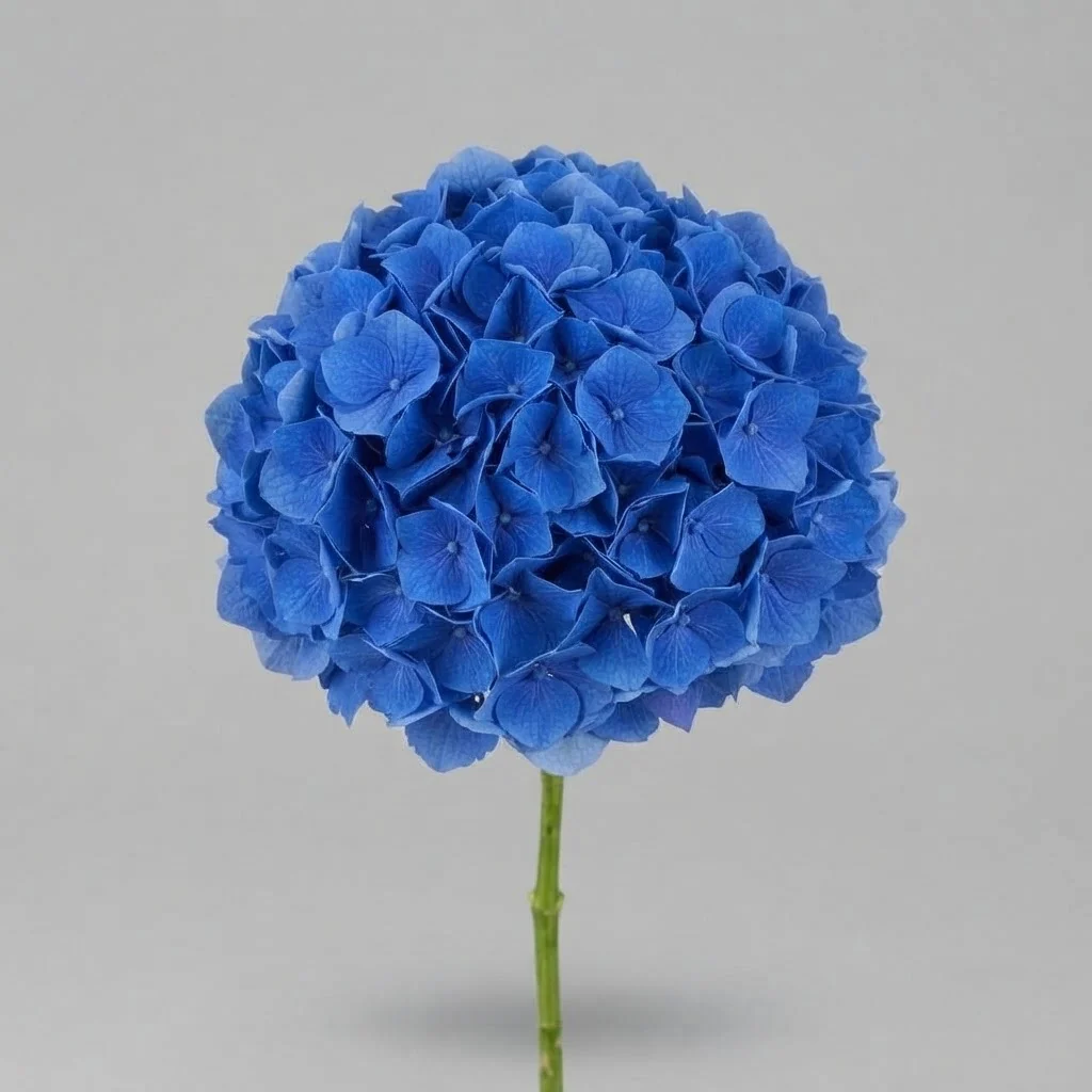 Hortensia