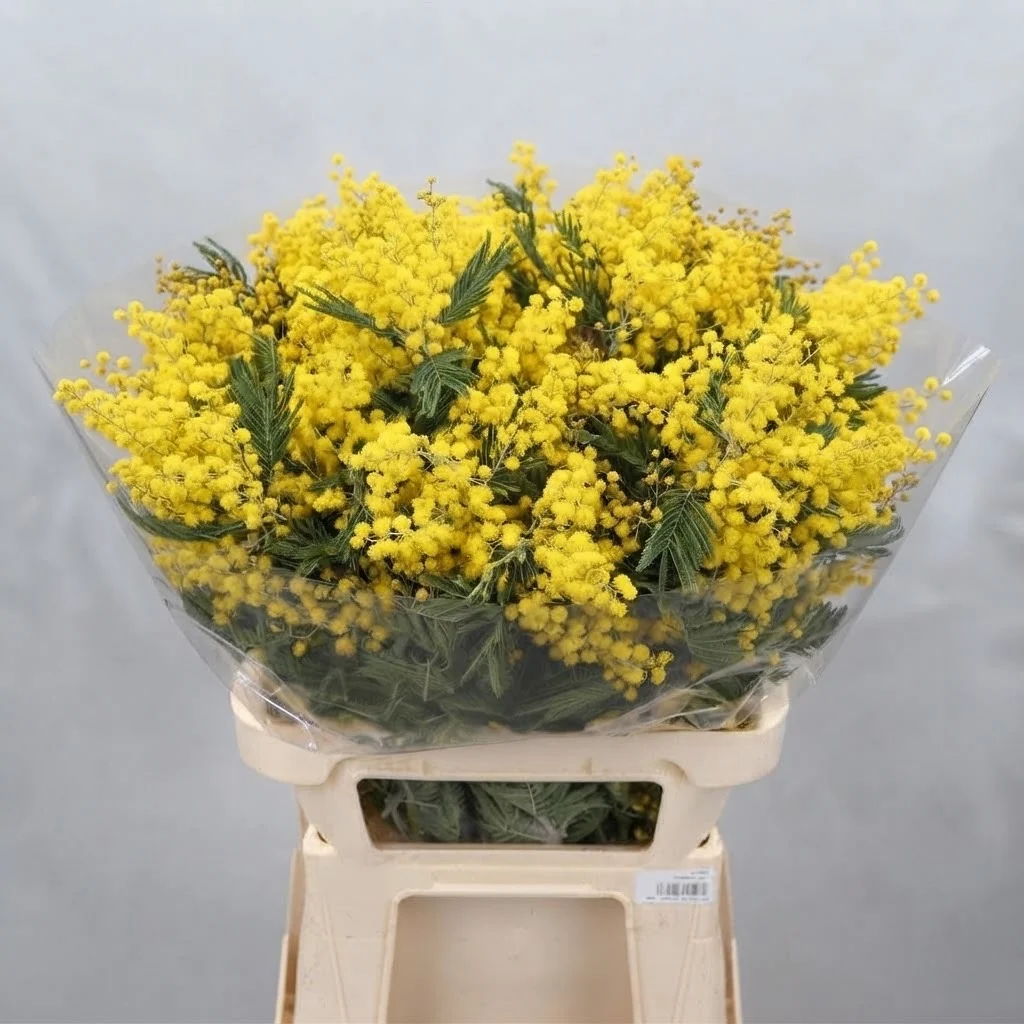 Mimosa