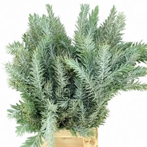 Acacia Gr Decurrens