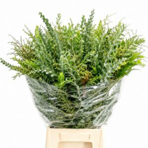 Acacia Gr Decurrens